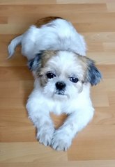 Apple Adopted  - Shih Tzu Dog