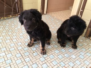 Super Cuties For Adoption - Mixed Breed Dog