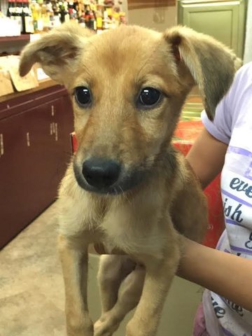 Puppy Summer - Mixed Breed Dog