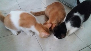 -2 female , [ADOPTED] 1 male(black&white)