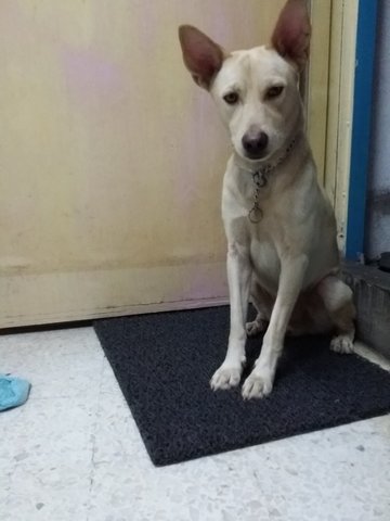 Lucky - Mixed Breed Dog