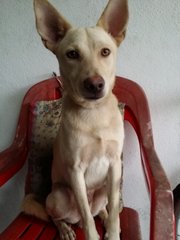 Lucky - Mixed Breed Dog