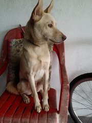 Lucky - Mixed Breed Dog