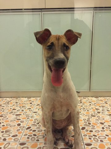 Gua Gua - Mixed Breed Dog