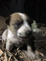 Coffee - Mixed Breed Dog