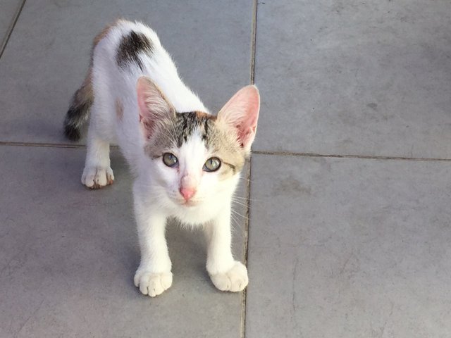 Putih And Oren - Domestic Short Hair Cat