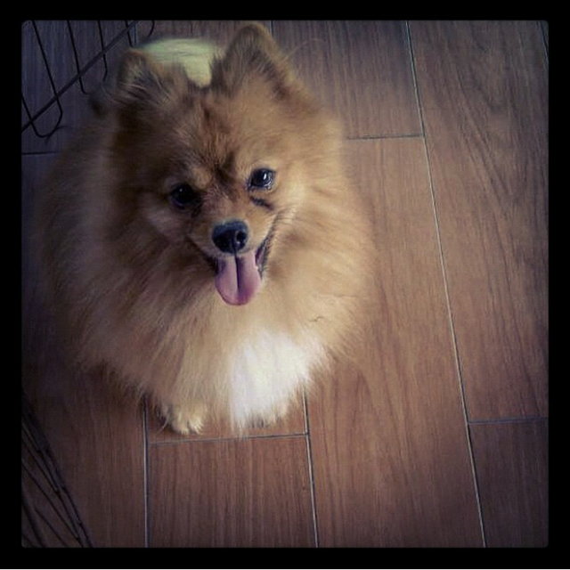 Max ( Please Read Profile ) - Pomeranian Dog