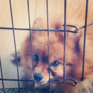 Max ( Please Read Profile ) - Pomeranian Dog