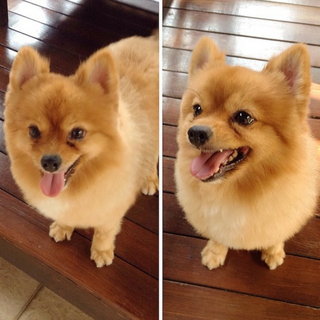 Max ( Please Read Profile ) - Pomeranian Dog