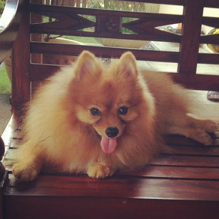 Max ( Please Read Profile ) - Pomeranian Dog