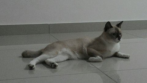 PF74279 - Siamese Cat