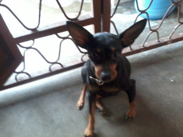 Mimi - Miniature Pinscher Dog