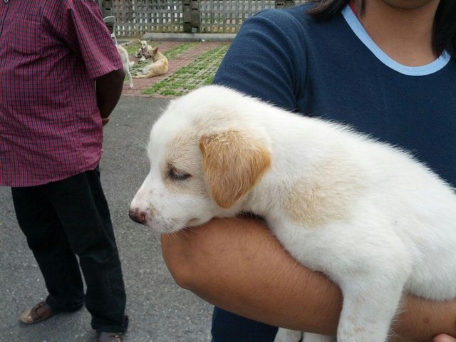 Fluffy Boy - Mixed Breed Dog