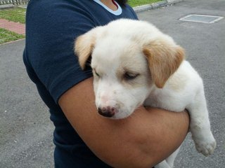 Fluffy Boy - Mixed Breed Dog