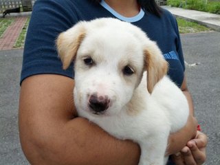 Fluffy Boy - Mixed Breed Dog