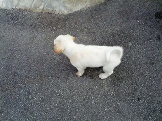 Fluffy Boy - Mixed Breed Dog