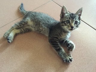 One Month Old Cute Kitten  - Domestic Medium Hair Cat