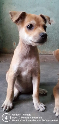 4-female - Mixed Breed Dog