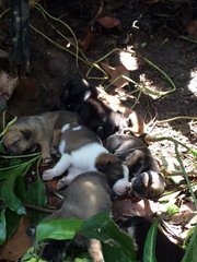 Tippy's puppies born approx 1st week of Jan 2016