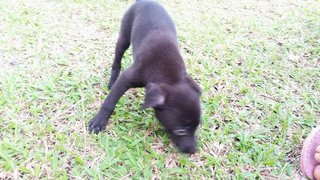 Cute Puppy Sisters  - Mixed Breed Dog