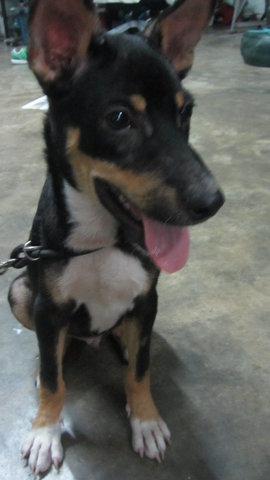 Gula - Entlebucher + German Shepherd Dog Dog