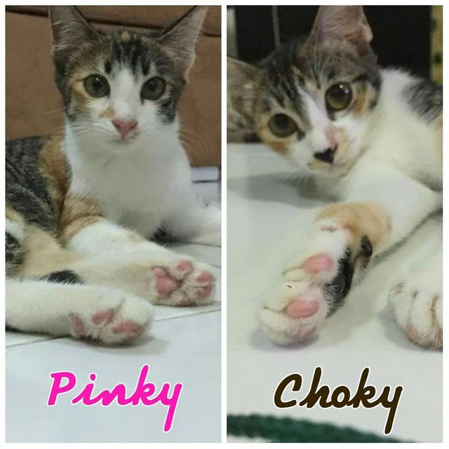 Pinky &amp; Choky - Calico Cat