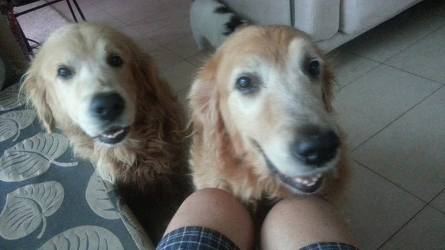 Sam And Lara - Golden Retriever Dog