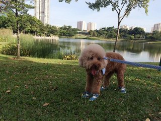 Muffin - Poodle Dog