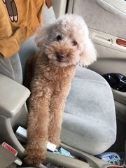 Muffin - Poodle Dog