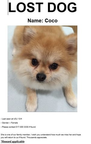 Coco - Pomeranian Dog