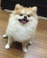 Coco - Pomeranian Dog