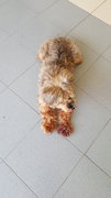 Furry Boy - Silky Terrier Dog