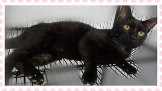 Baqi &lt;3 The Blackie Girl - Domestic Short Hair Cat