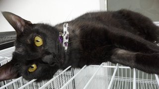 Baqi &lt;3 The Blackie Girl - Domestic Short Hair Cat