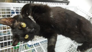 Baqi &lt;3 The Blackie Girl - Domestic Short Hair Cat