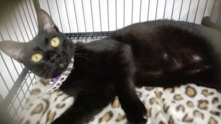 Baqi &lt;3 The Blackie Girl - Domestic Short Hair Cat