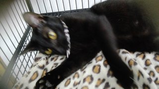 Baqi &lt;3 The Blackie Girl - Domestic Short Hair Cat