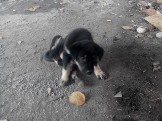 All Blacks - Mixed Breed Dog