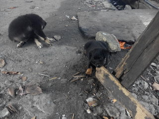 All Blacks - Mixed Breed Dog