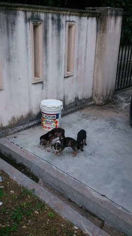 PF74394 - Golden Retriever + Spaniel Dog