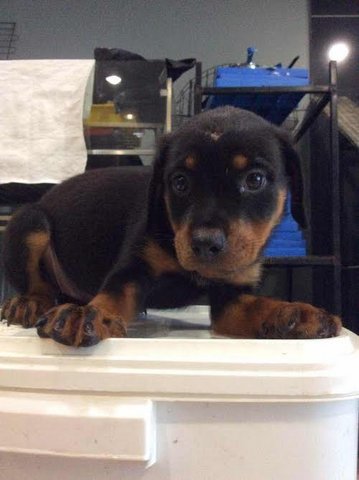 Huge Rottweiler Puppies - Rottweiler Dog