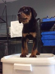 Huge Rottweiler Puppies - Rottweiler Dog