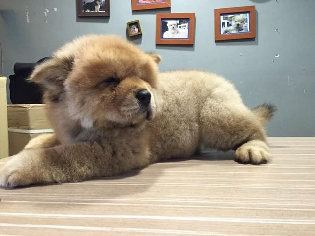 Female Chow Chow Puppies - Chow Chow Dog