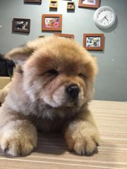 Female Chow Chow Puppies - Chow Chow Dog