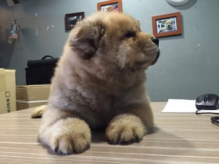 Female Chow Chow Puppies - Chow Chow Dog