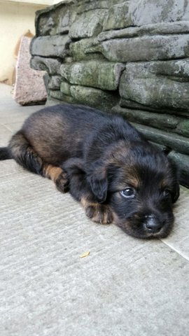 Isabelle - Mixed Breed Dog