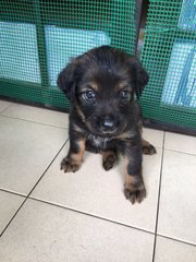 Isabelle - Mixed Breed Dog