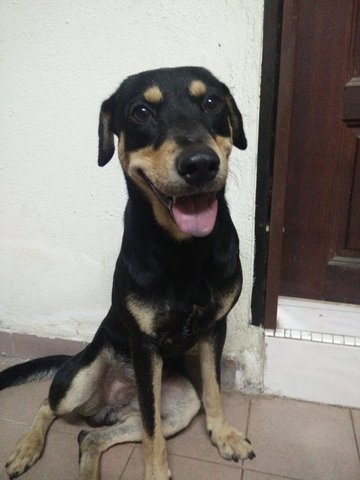 Tobby - Mixed Breed Dog