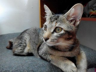 Gentletabby Kitten Looking For Home - Domestic Short Hair Cat