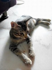 Gentletabby Kitten Looking For Home - Domestic Short Hair Cat